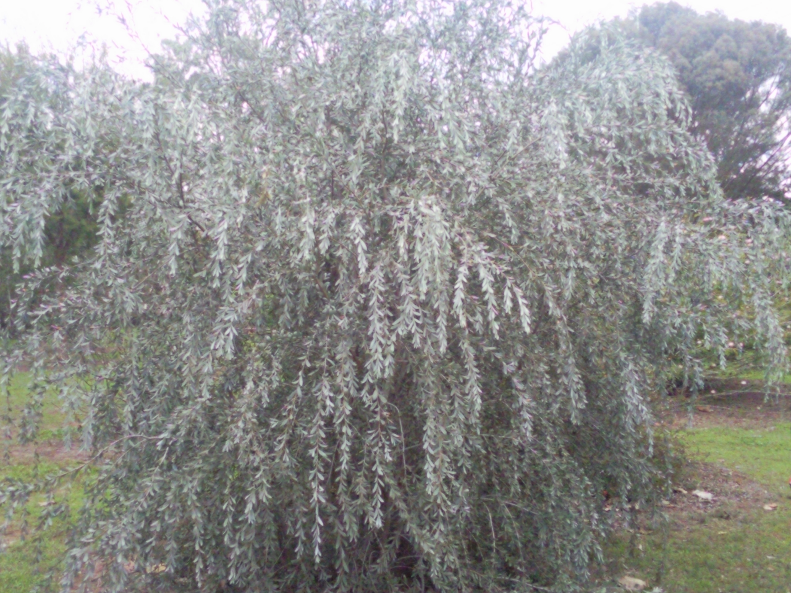 acacia pendula